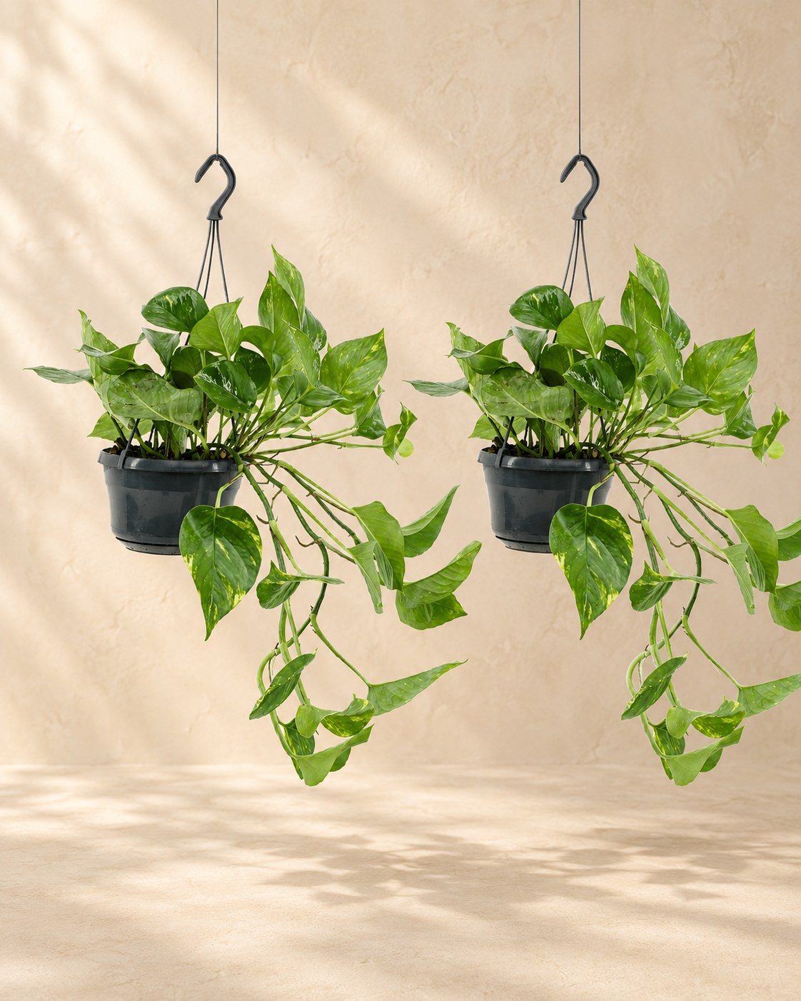 Epipremnum aureum