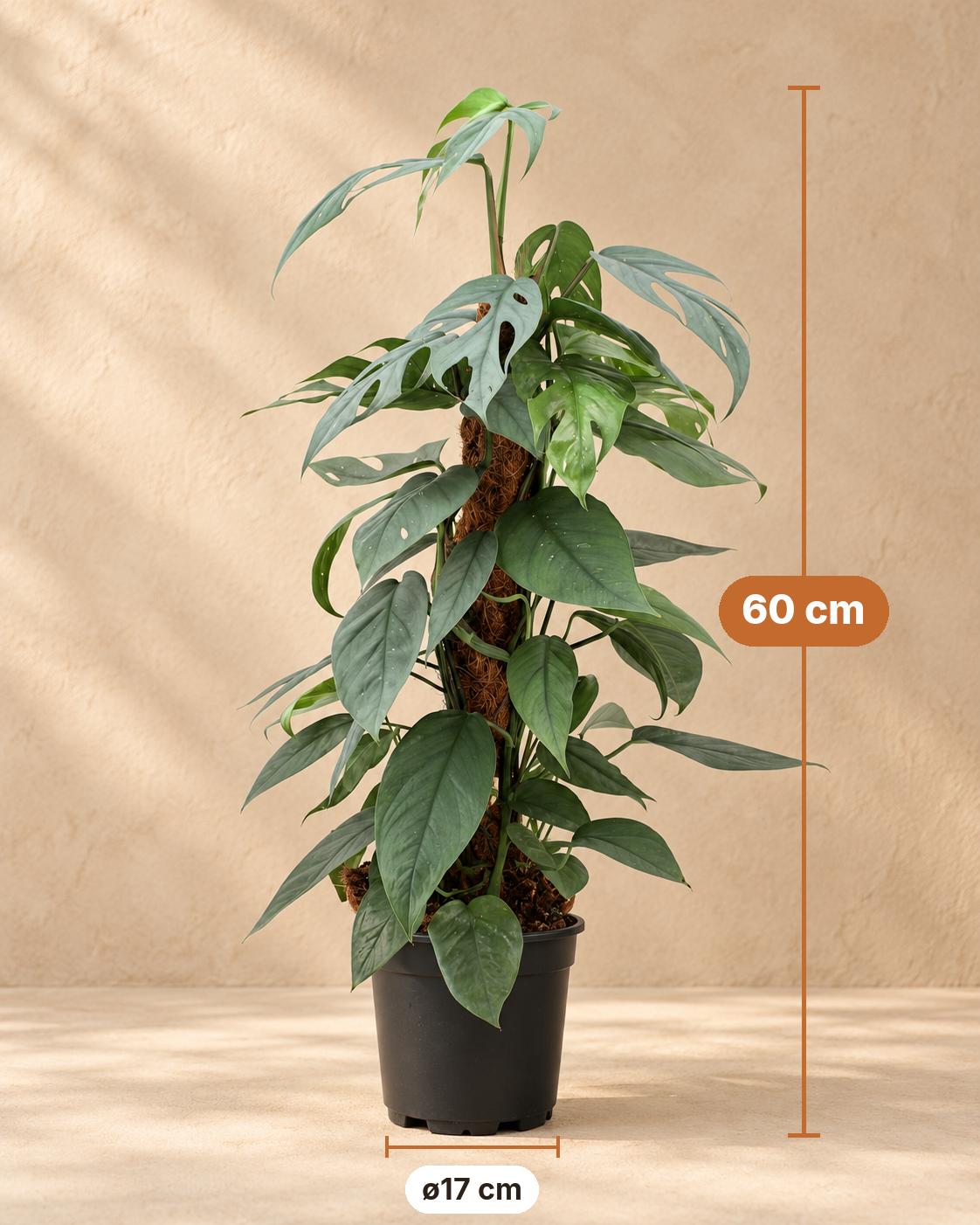 Epipremnum pinnatum 'Cebu Blue', 60 cm hoog, pot ø17 cm