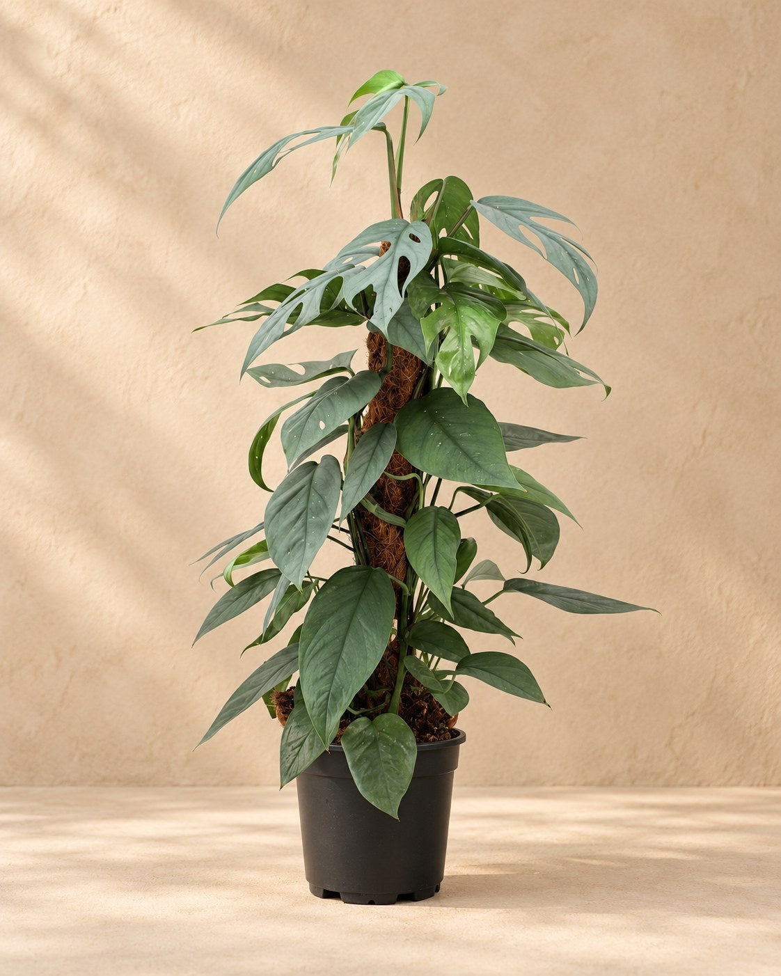 Epipremnum pinnatum 'Cebu Blue'