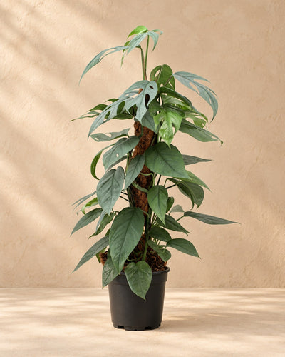 Epipremnum pinnatum 'Cebu Blue'