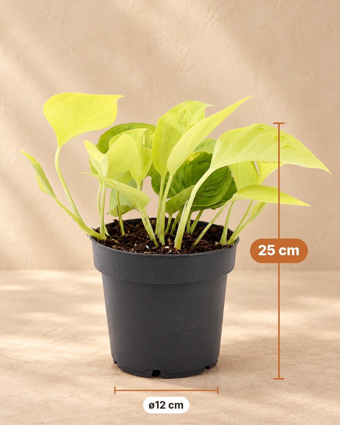 Scindapsus (Epipremnum 'Champs Élysées'), 25 cm hoog, pot ø12 cm