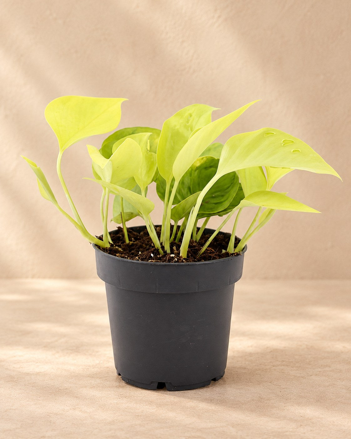 Scindapsus (Epipremnum 'Champs Élysées')