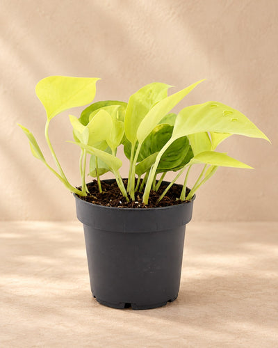 Scindapsus (Epipremnum 'Champs Élysées')