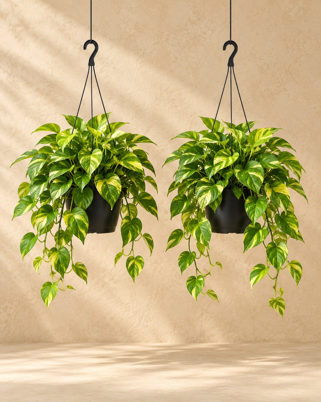Epipremnum aureum 'Golden Pothos' (2 planten, pot ø15 cm)