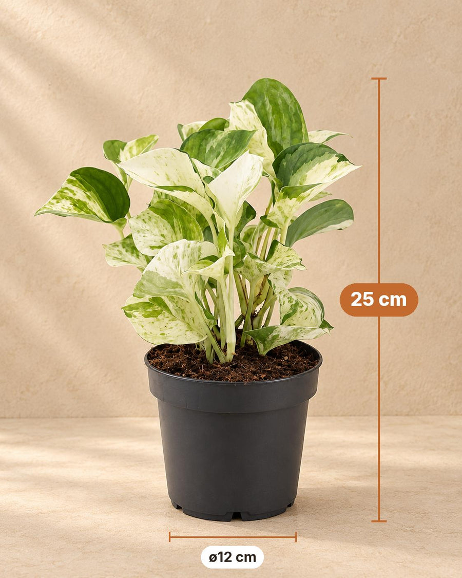Scindapsus (Epipremnum aureum 'Manjula') 25 cm hoog, pot ø12 cm