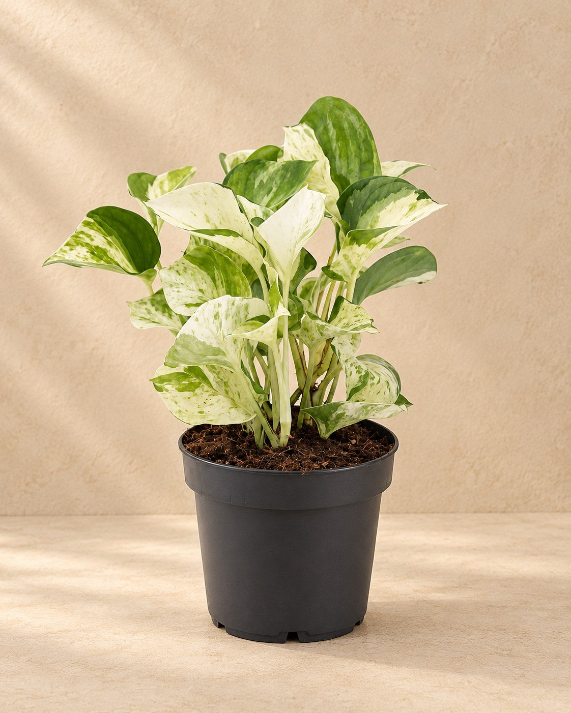 Scindapsus (Epipremnum aureum 'Manjula')