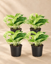 Epipremnum aureum 'Marble Queen'