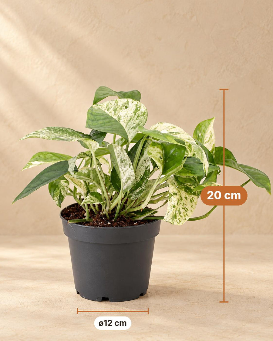 Marmeren scindapsus (Epipremnum 'Marble Variegata') 20 cm hoog, pot ø12 cm