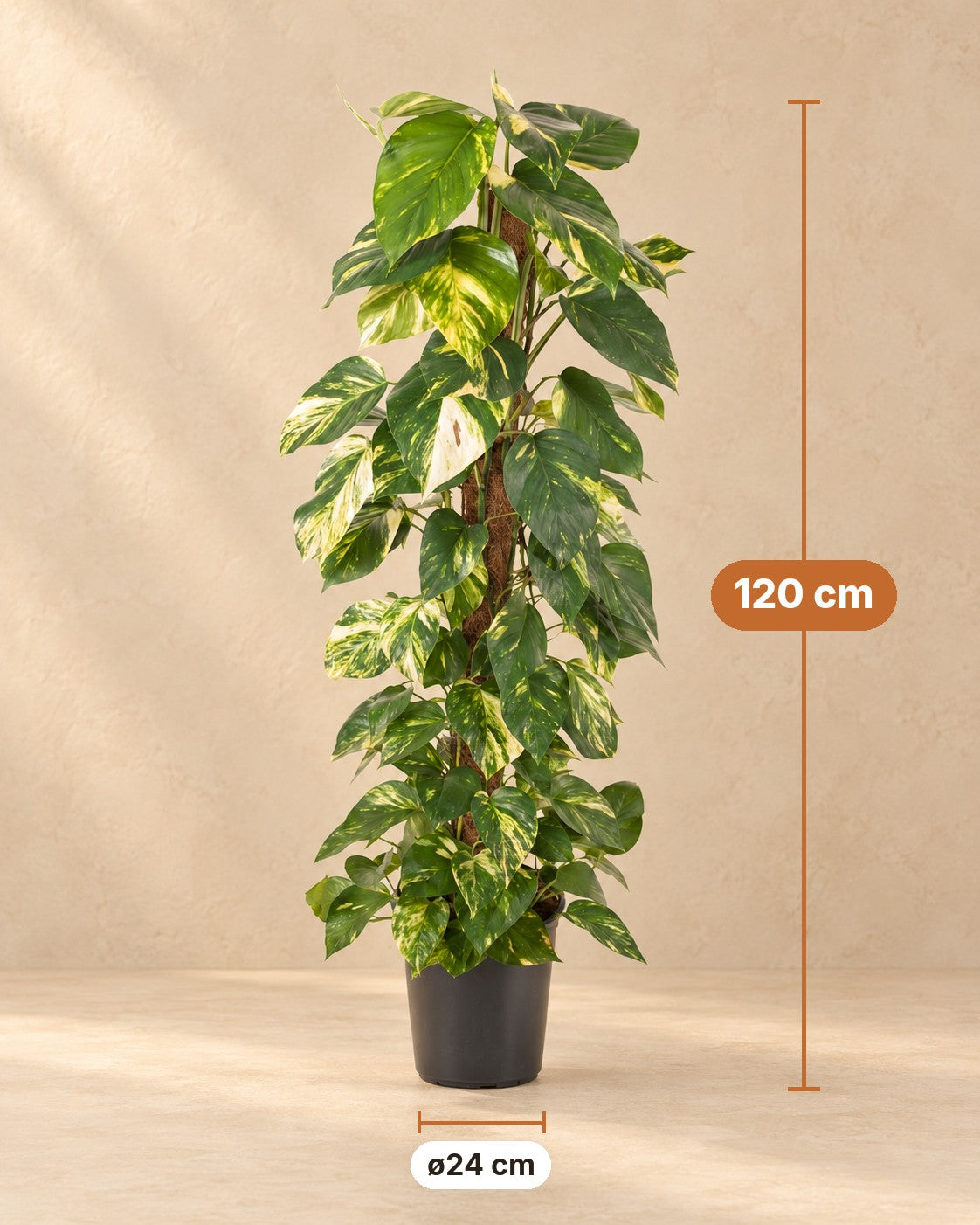Afmetingen Epipremnum pinnatum: 120 cm hoog, pot ø24 cm
