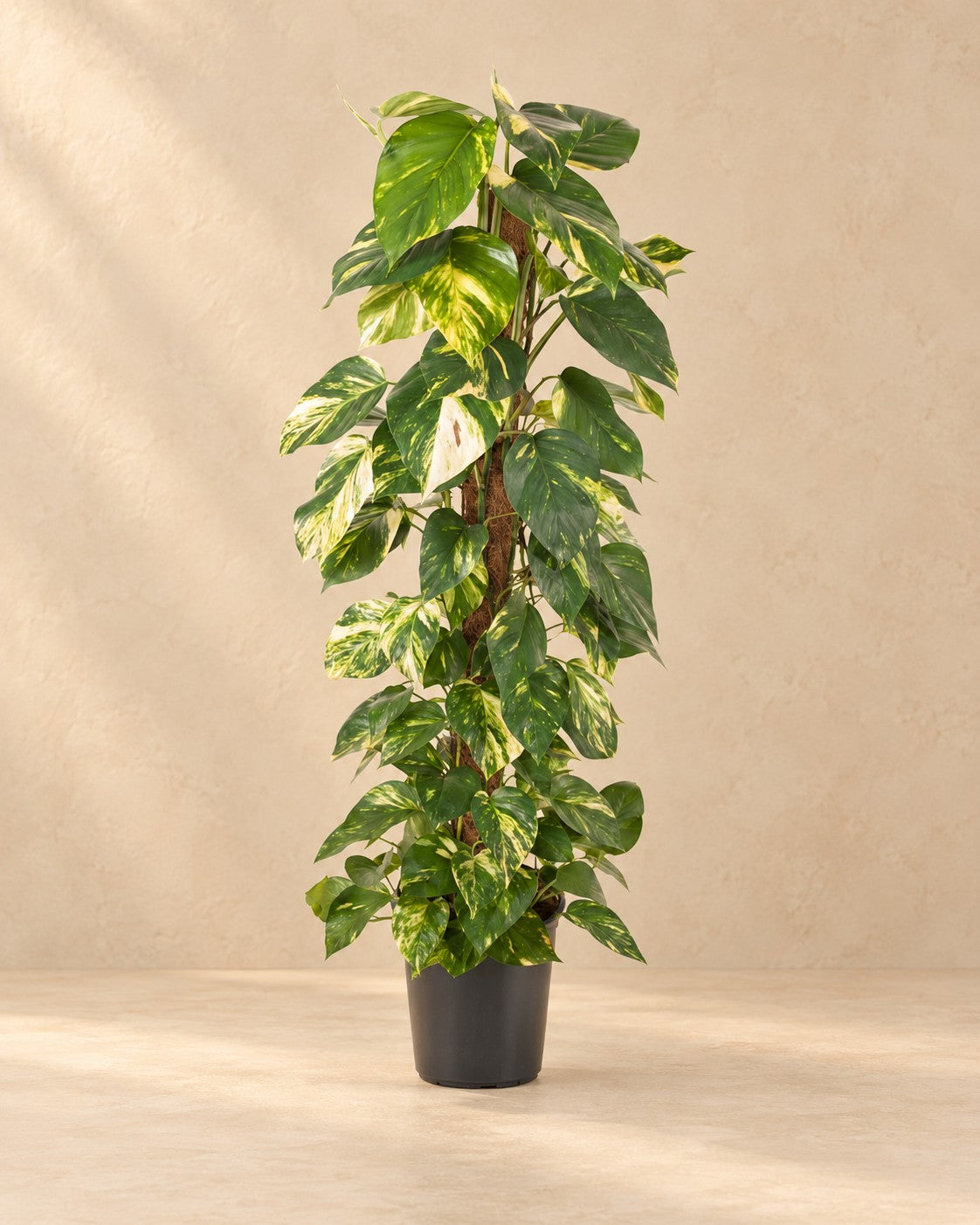 Epipremnum pinnatum, alta 120 cm in vaso di coltivazione da 24 cm