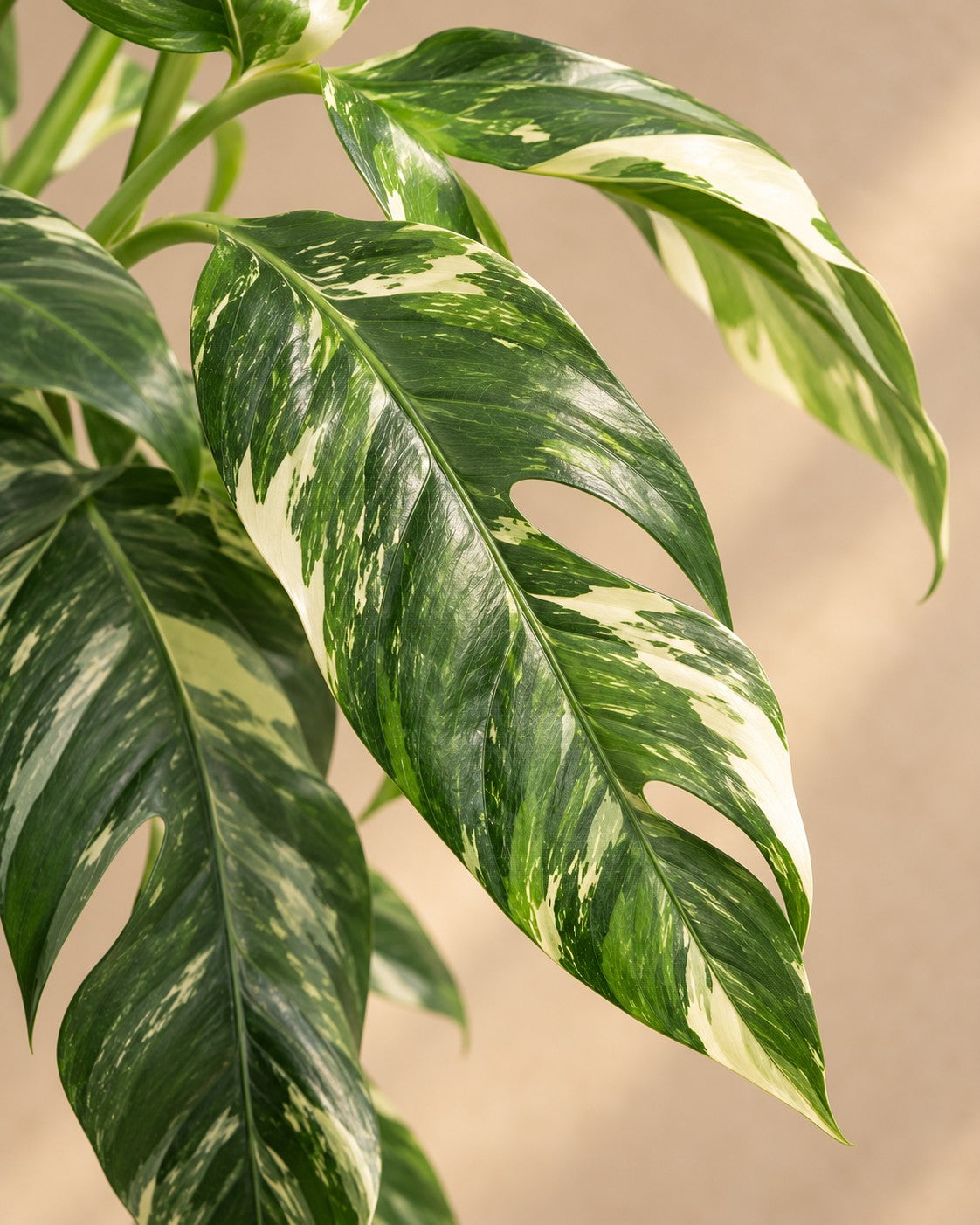 Primo piano delle foglie di Epipremnum pinnatum 'Albo Variegata'