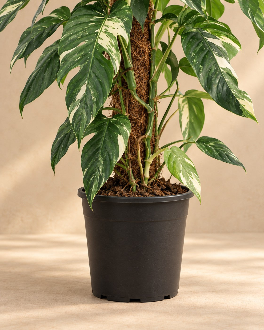 Parte bassa di Epipremnum pinnatum 'Albo Variegata' con il vaso di coltivazione