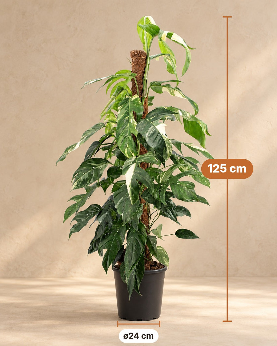Epipremnum pinnatum 'Albo Variegata' 125 cm di altezza, vaso ø24 cm