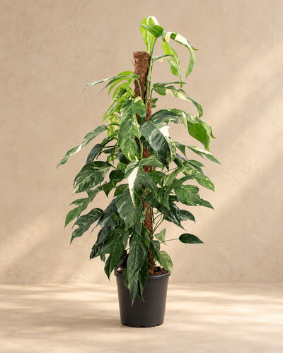 Epipremnum pinnatum 'Albo Variegata', alta 125 cm in vaso di coltivazione da 24 cm