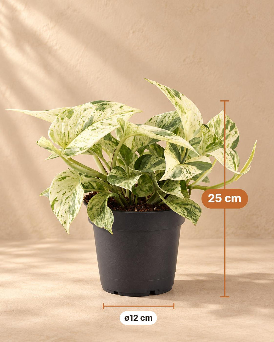 Scindapsus (Epipremnum 'Snow Leopard') 25 cm hoog, pot ø12 cm
