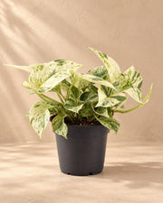 Scindapsus (Epipremnum 'Snow Leopard')