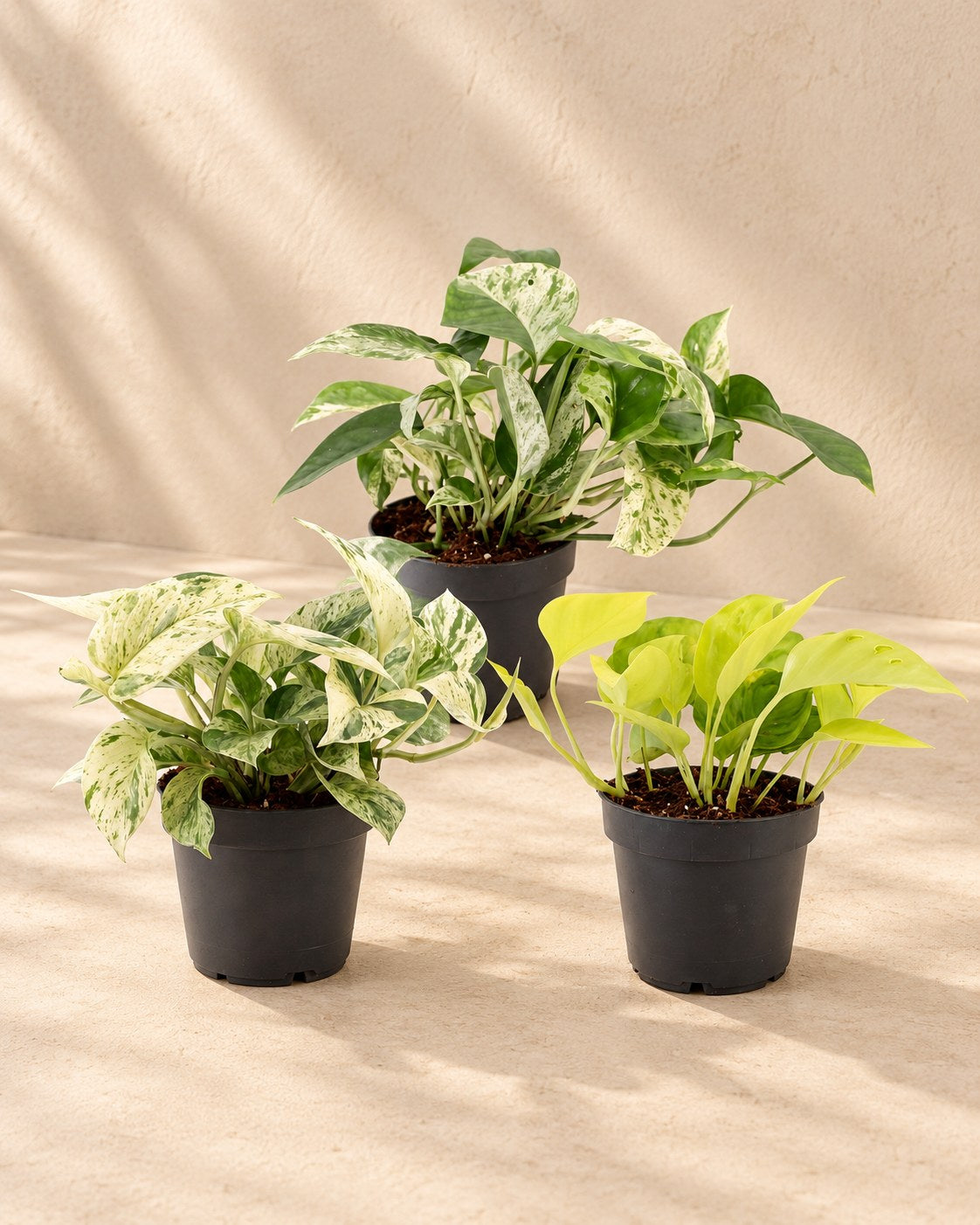 Epipremnum Tricolour