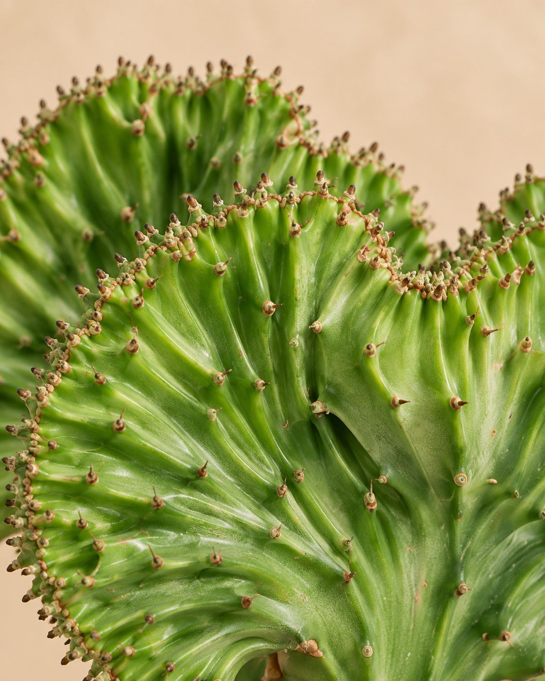 Närbild på bladen hos Euphorbia lactea Cristata grön (Euphorbia lactea 'Cristata')