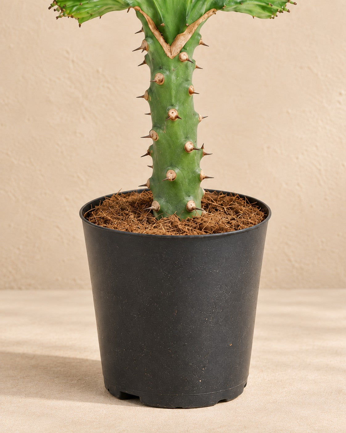 Nederste del af Euphorbia lactea Cristata grøn (Euphorbia lactea 'Cristata') med dyrkningspotten