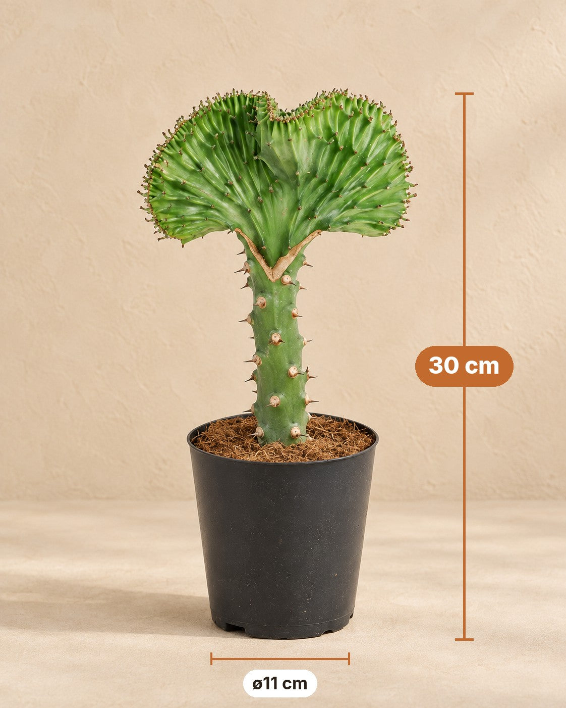 Mål Euphorbia lactea Cristata grøn: 30 cm høj, potte ø11 cm