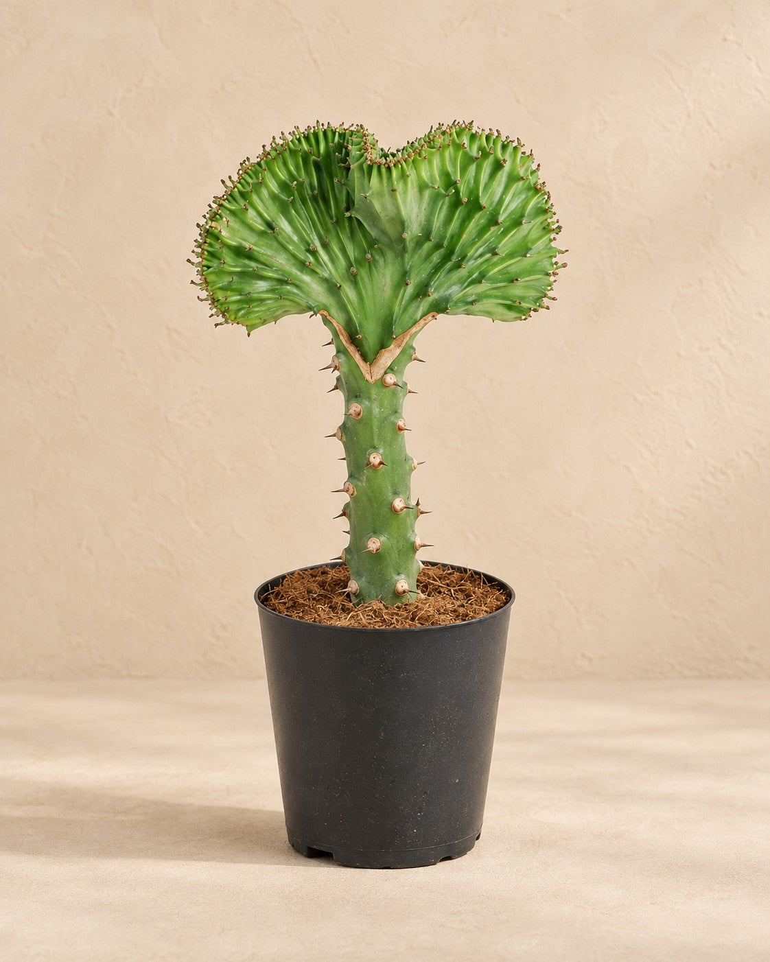 Euphorbia lactea Cristata grön (Euphorbia lactea 'Cristata'), 30 cm hög i en 11 cm odlingskruka