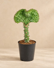 Euphorbia lactea Cristata grøn (Euphorbia lactea 'Cristata'), 30 cm høj i en 11 cm dyrkningspotte