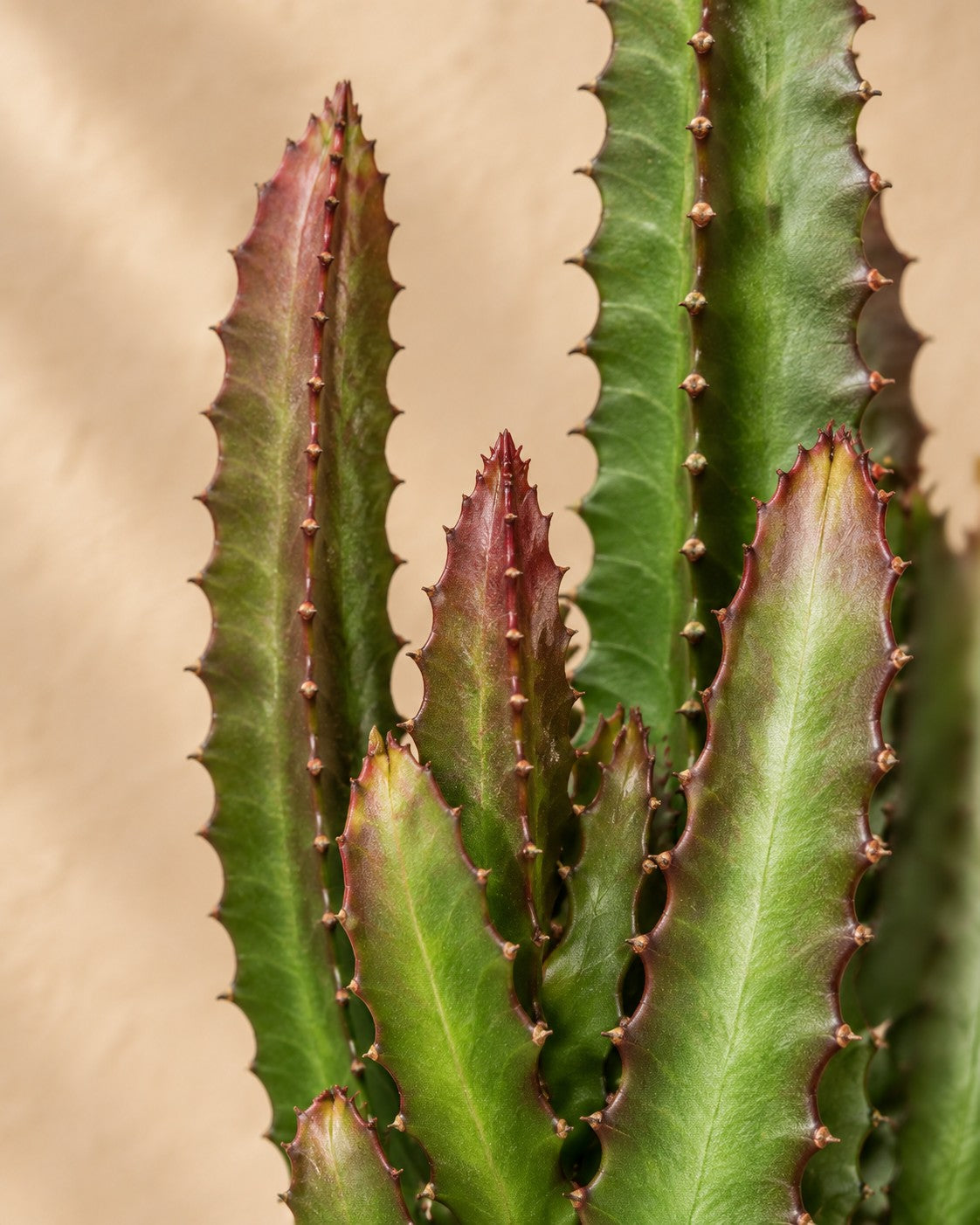 Närbild på bladen hos Euphorbia trigona grön och röd