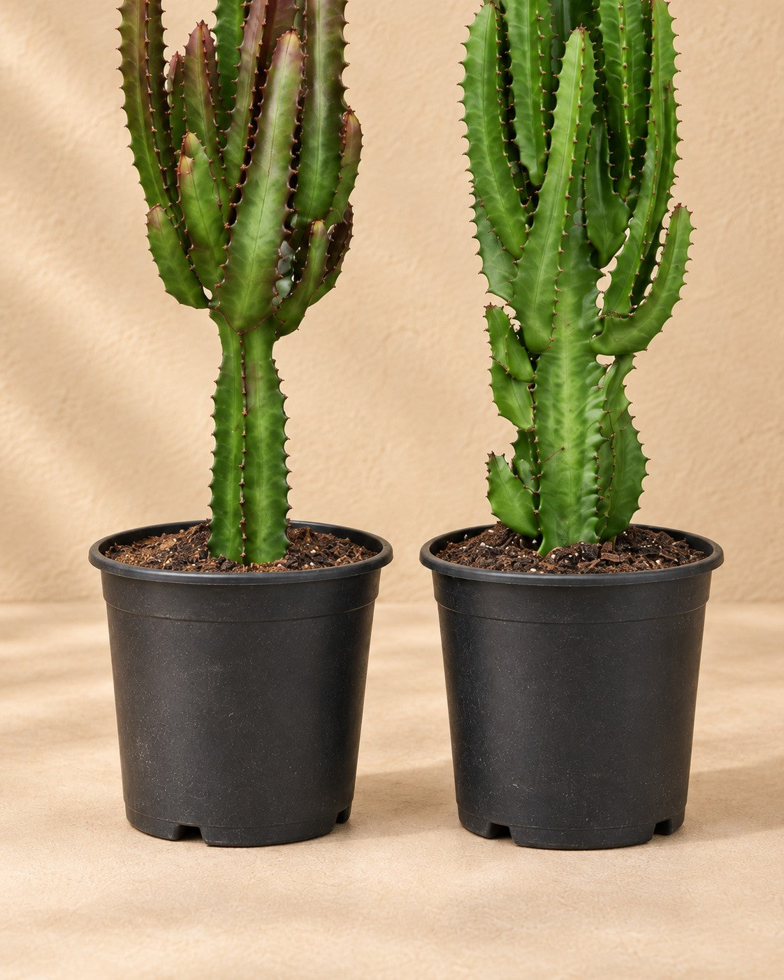 Dolna część Euphorbia trigona zielona i czerwona z doniczką uprawową