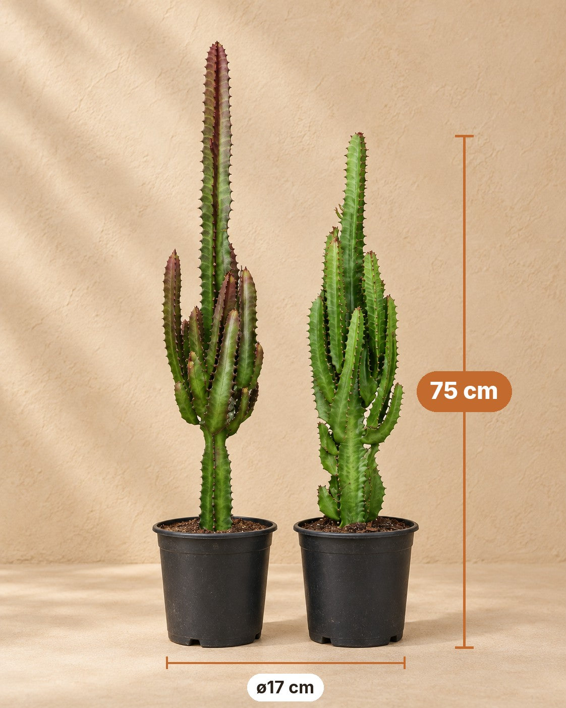 Wymiary Euphorbia trigona zielona i czerwona: wysokość 75 cm, doniczka ø17 cm