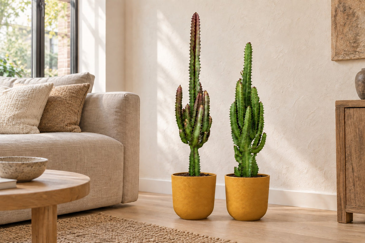 Euphorbia trigona zielona i czerwona, 75 cm, w osłonka Elho Jazz Round amber yellow w jasnym salonie