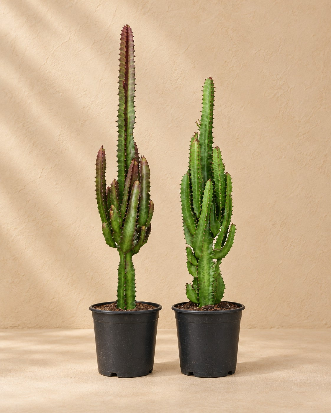 Euphorbia trigona grön och röd, 75 cm hög i en 17 cm odlingskruka