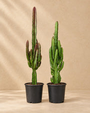 Euphorbia trigona zielona i czerwona, wysokość 75 cm, w doniczce uprawowej 17 cm