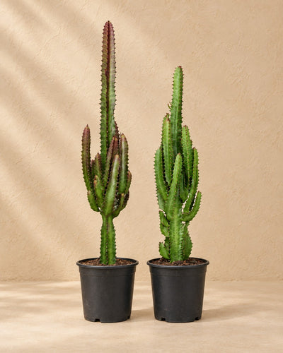 Euphorbia trigona zielona i czerwona, wysokość 75 cm, w doniczce uprawowej 17 cm