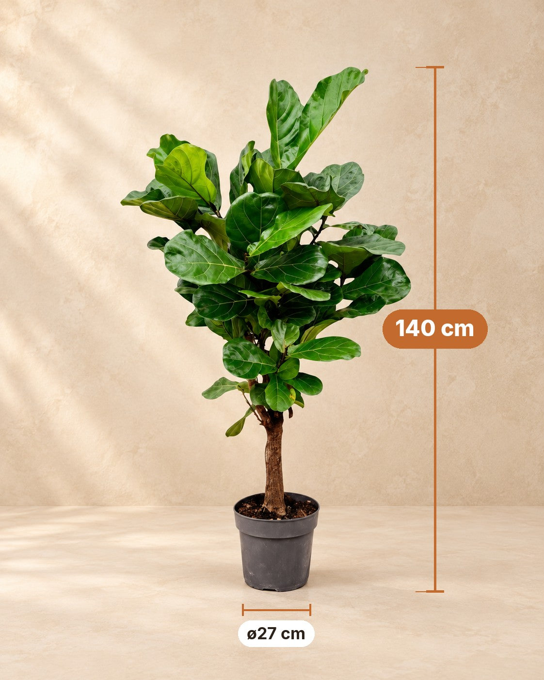 Maten van de Ficus lyrata: 140 cm hoog, pot 27 cm