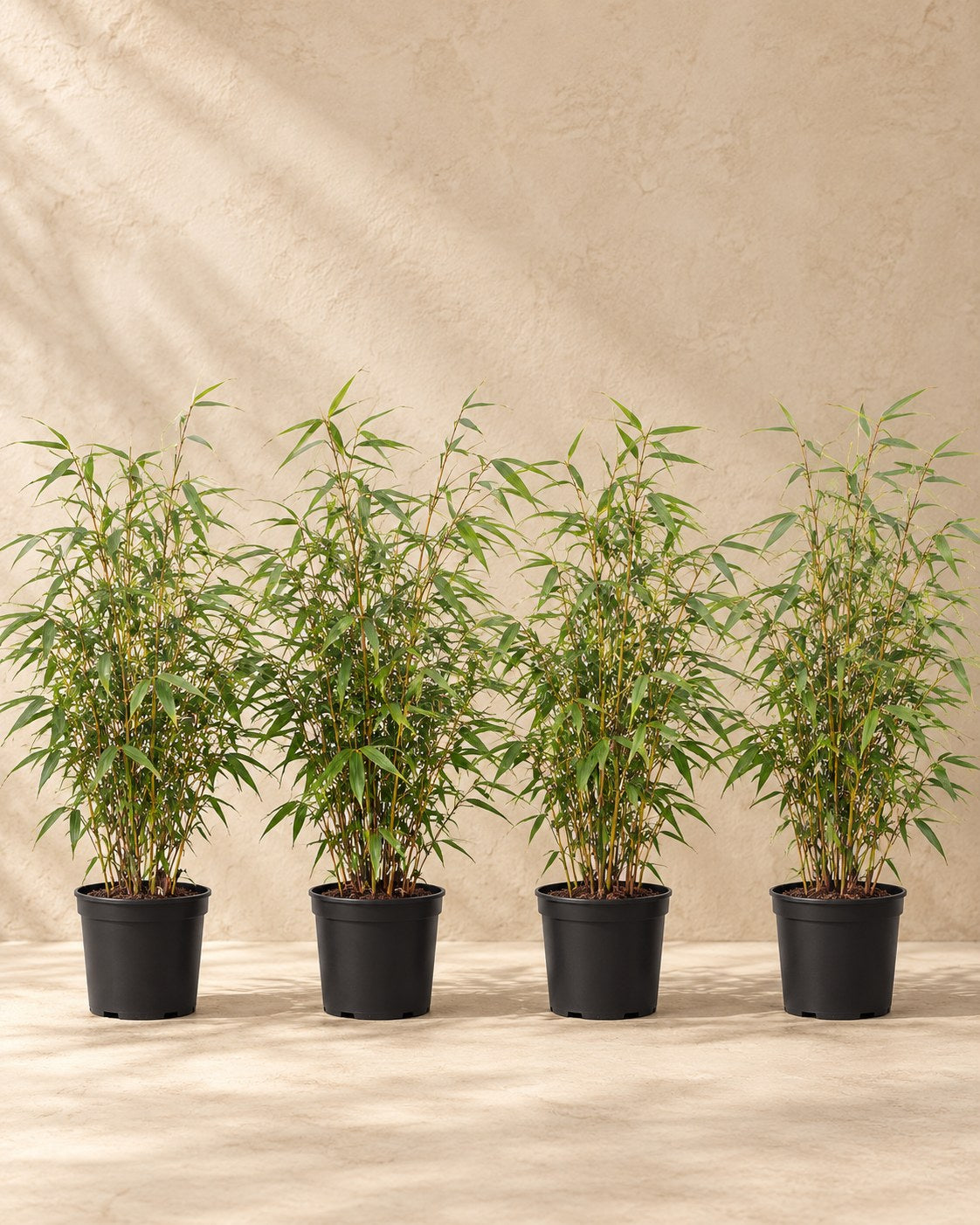 Bambou non traçant , 4 plantes de 60 cm