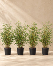 Ikke-spredende bambus , 4 planter på 60 cm