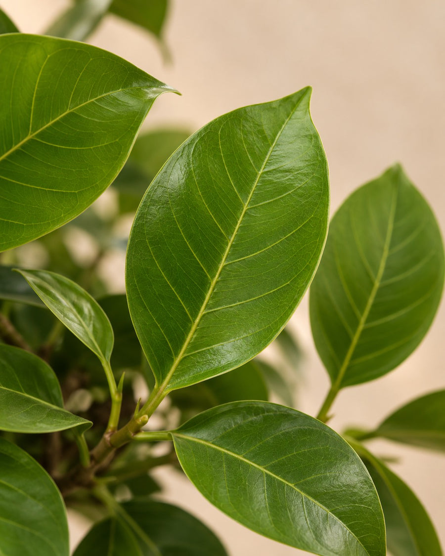 Ficus Altissimo variegata 100 cm hoog, pot ø21 cm