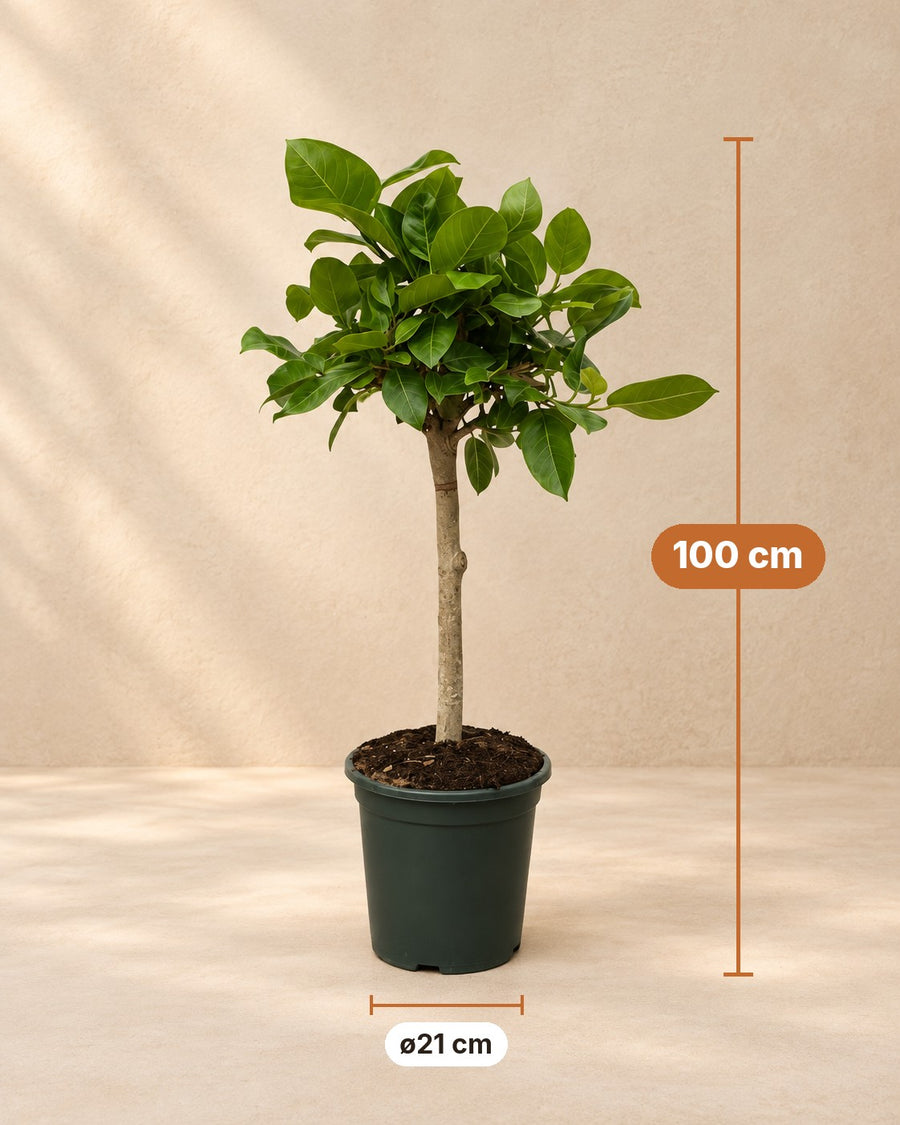 Ficus Altissimo variegata 100 cm hoog, pot ø21 cm