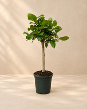 Ficus Altissimo variegata (Ficus altissima 'Variegata') van 100 cm hoog in kweekpot van 21 cm