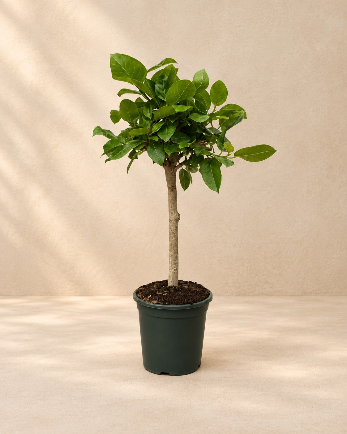 Ficus Altissimo variegata (Ficus altissima 'Variegata') van 100 cm hoog in kweekpot van 21 cm