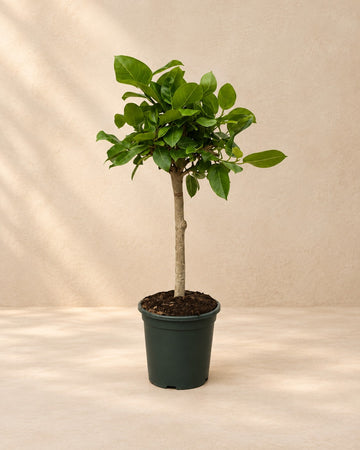 Ficus Altissima variegata 100 cm hög, kruka ø21 cm
