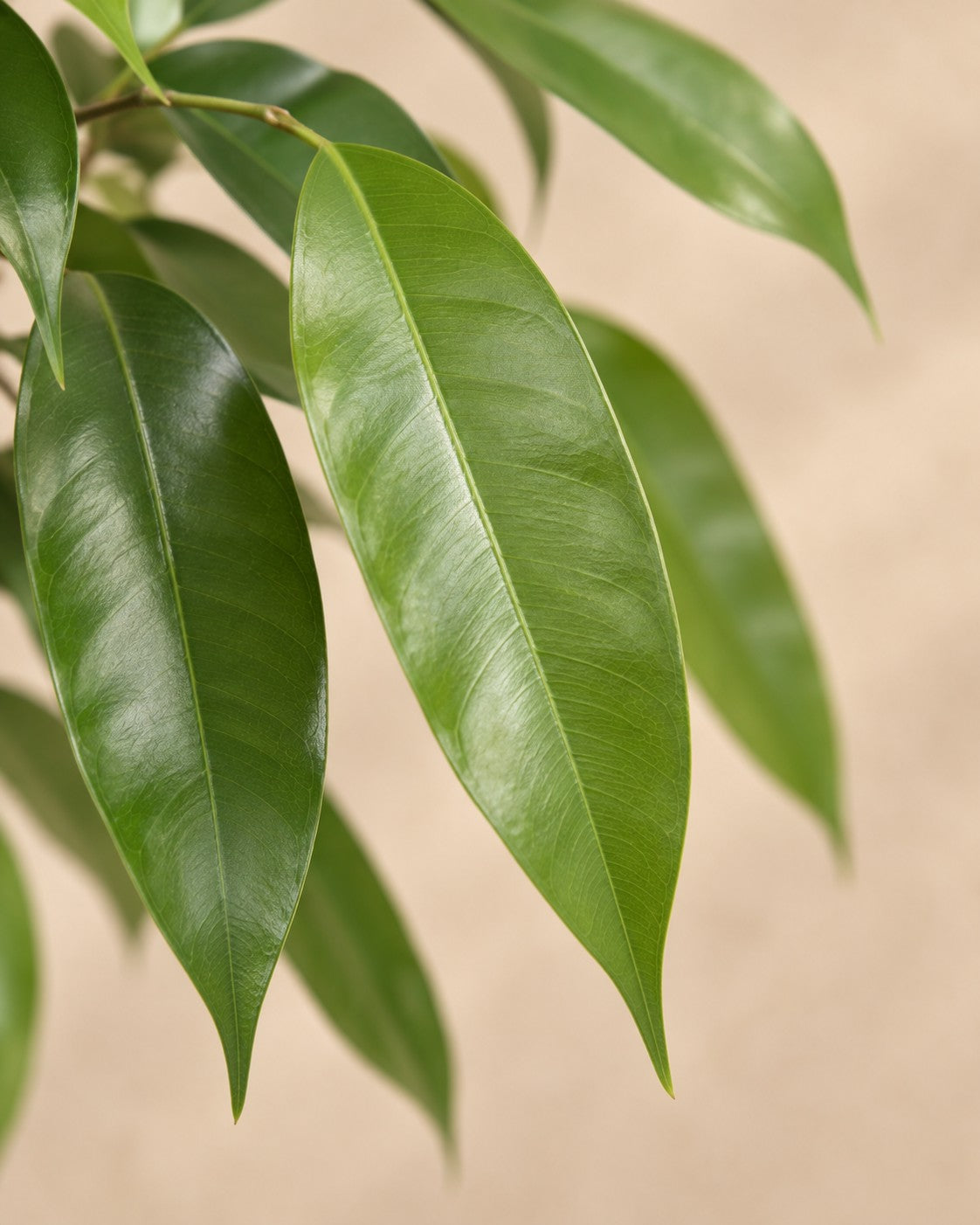 Primer plano de las hojas de Ficus 'Amstel King' (Ficus binnendijkii 'Amstel King')