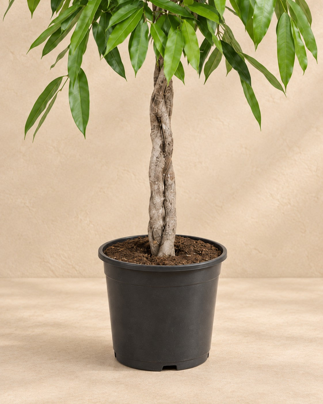 Partie basse de Ficus Amstel Roi (Ficus binnendijkii 'Amstel King') avec son pot de culture