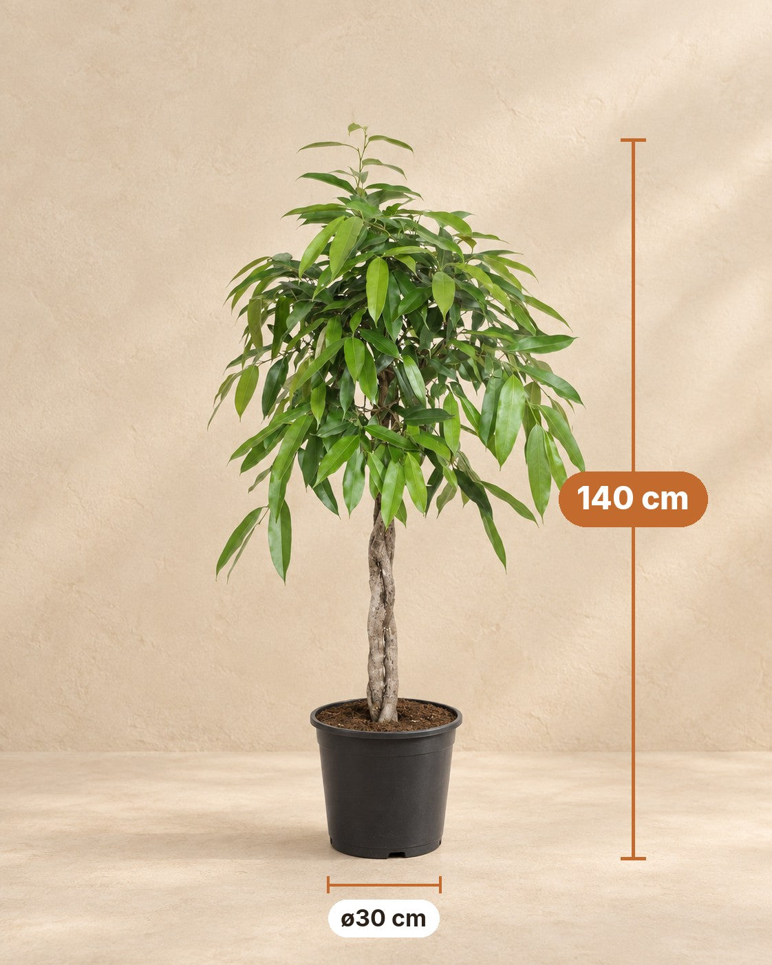 Dimensions Ficus Amstel Roi : 140 cm de haut, pot ø30 cm