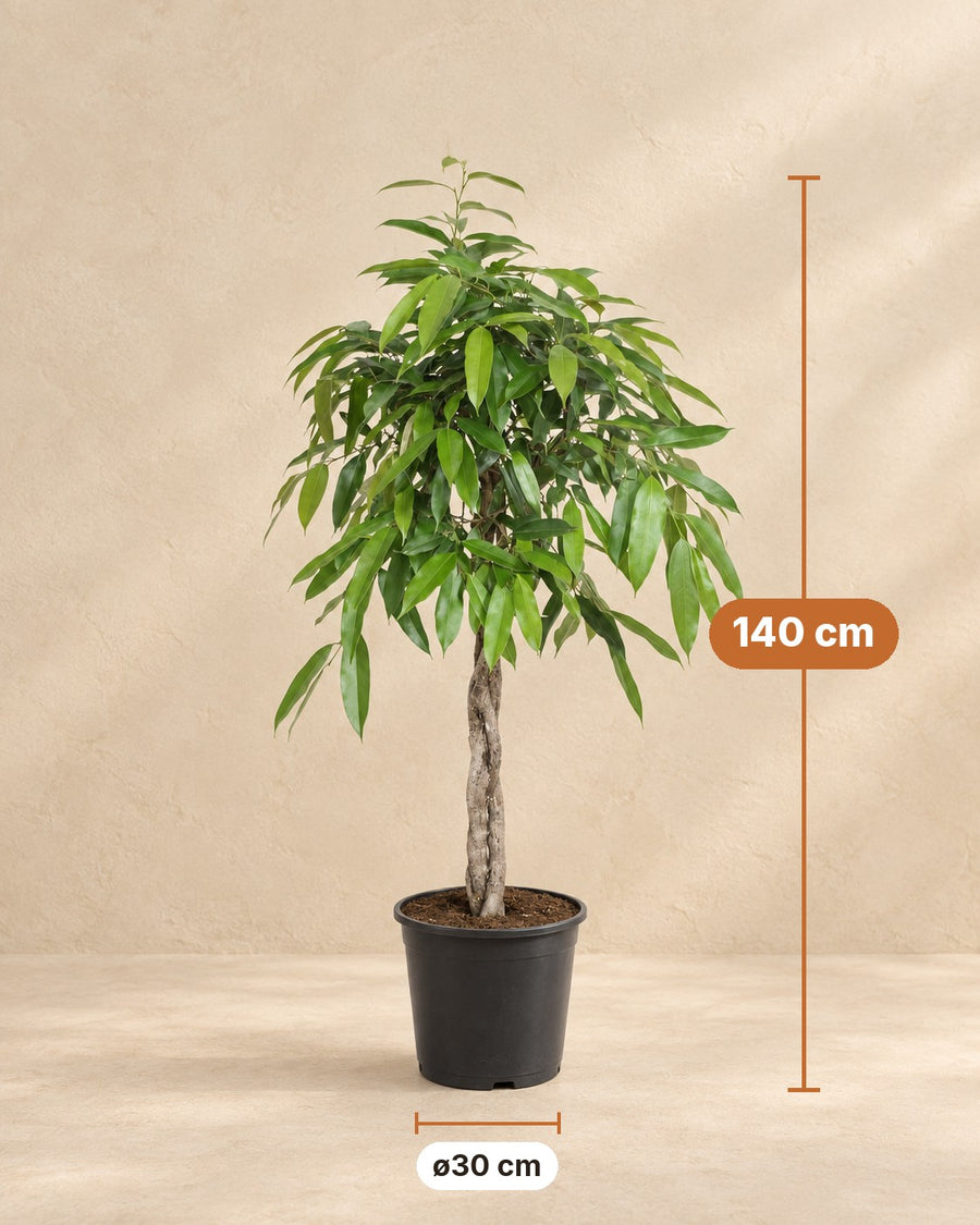Ficus Amstel Roi 140cm - ø30