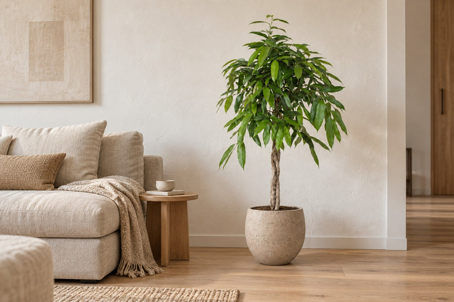 Ficus Amstel Roi 140cm - ø30