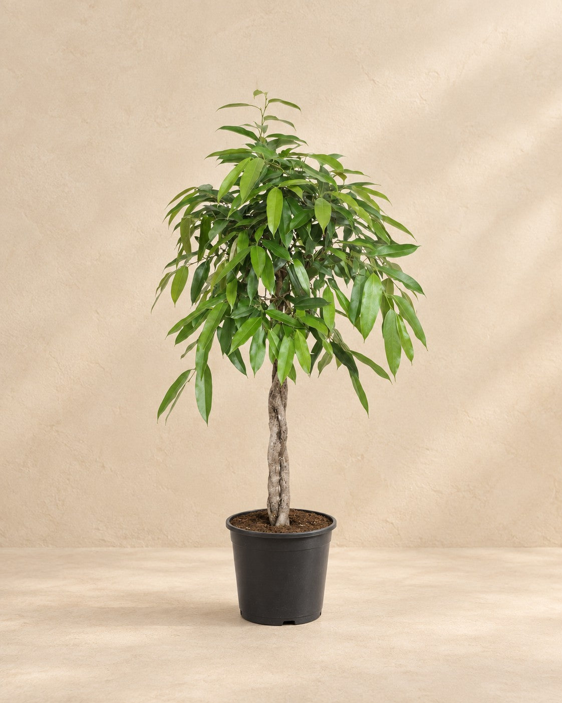 Ficus 'Amstel King' (Ficus binnendijkii 'Amstel King'), 140 cm de altura en maceta de cultivo de 30 cm