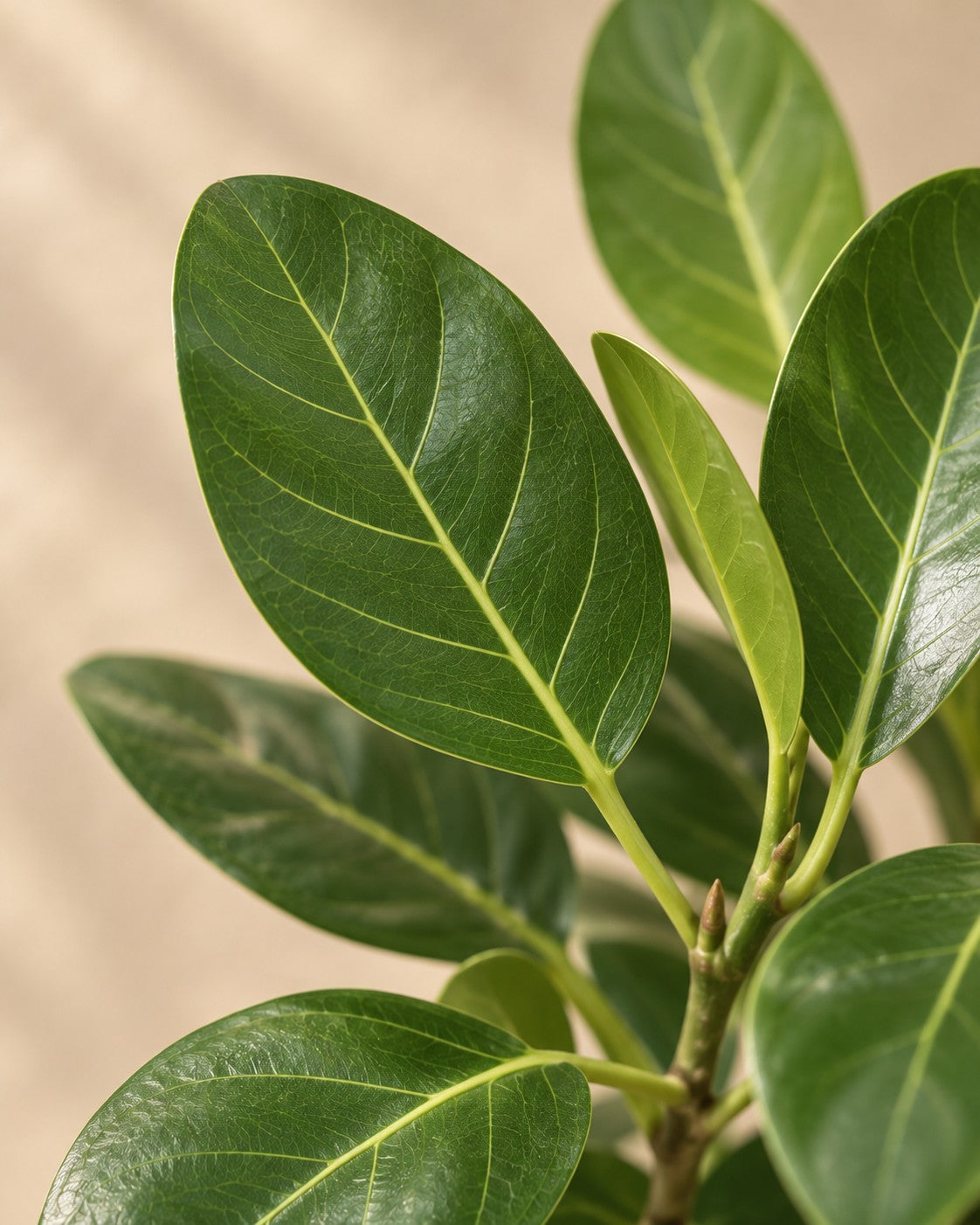 Close-up of the leaves of the Ficus benghalensis