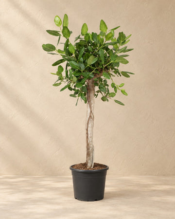 Ficus Benghalensis