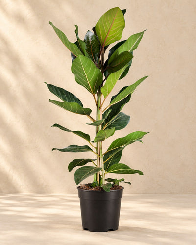 Bengaalse vijg (Ficus benghalensis 'Joy')